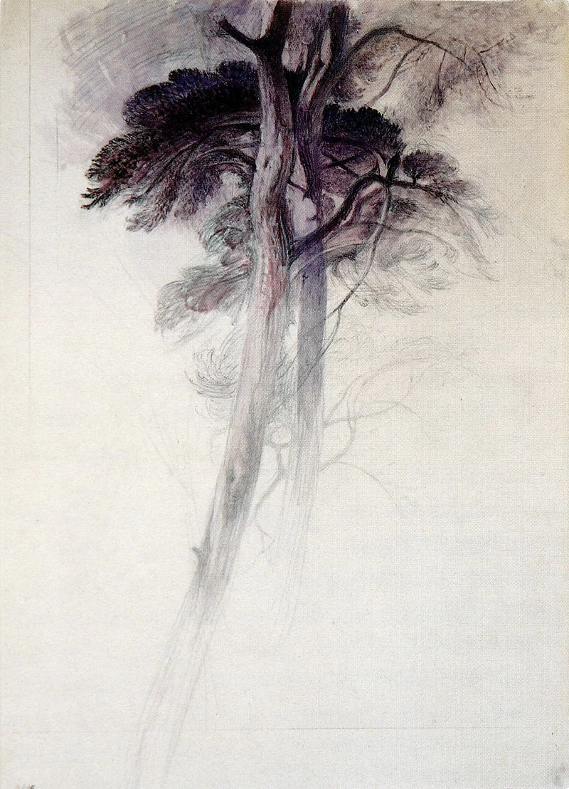 Studio degli alberi, 1857
